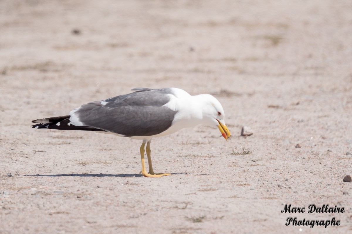 Lesser Black-backed Gull - Marc Dallaire