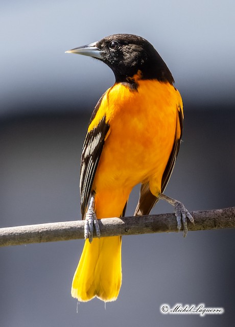 Baltimore Oriole - eBird