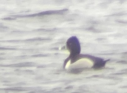 Ring-necked Duck - ML447175781