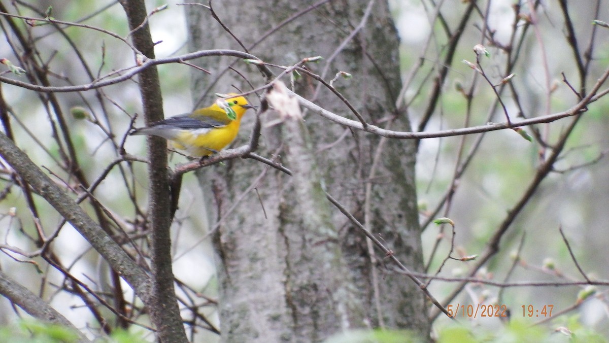 Prothonotary Warbler - ML447177771