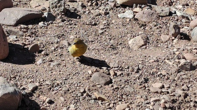 Greater Yellow-Finch - ML447179791