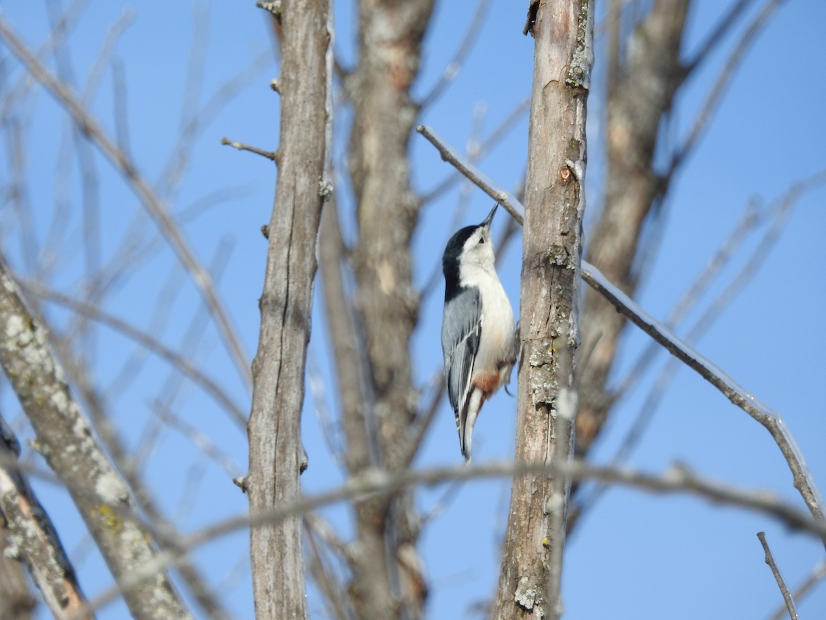 White-breasted Nuthatch - ML44718081