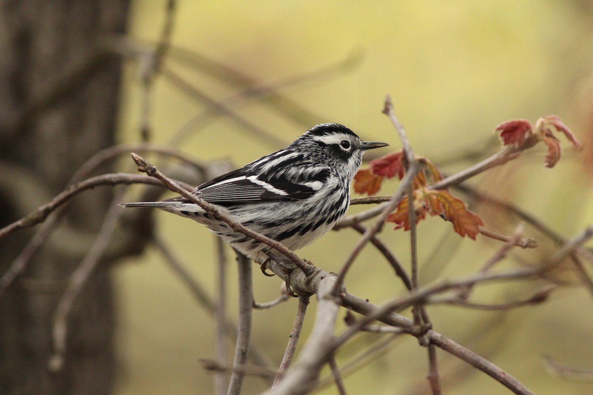 Black-and-white Warbler - ML447181771