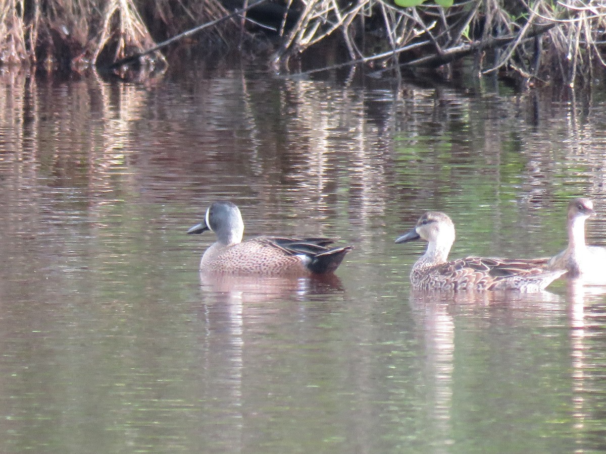 Blue-winged Teal - ML44718251