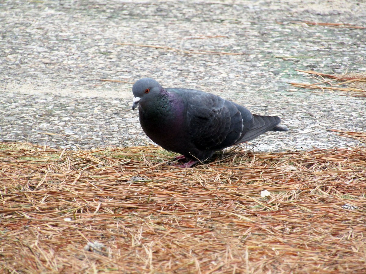 Rock Pigeon (Feral Pigeon) - Heather Burns