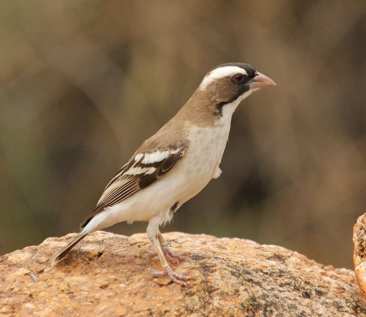 White-browed Sparrow-Weaver - Andrey Vlasenko