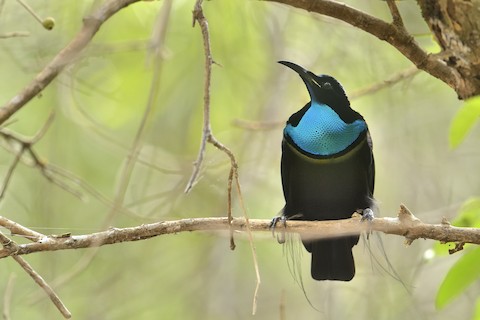 Magnificent Riflebird