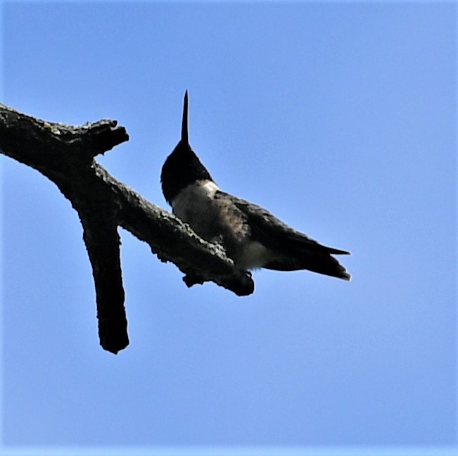 Yakut Boğazlı Kolibri - ML447191571