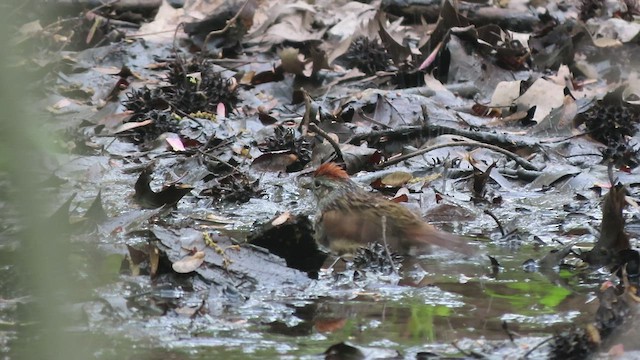 Swamp Sparrow - ML447193101