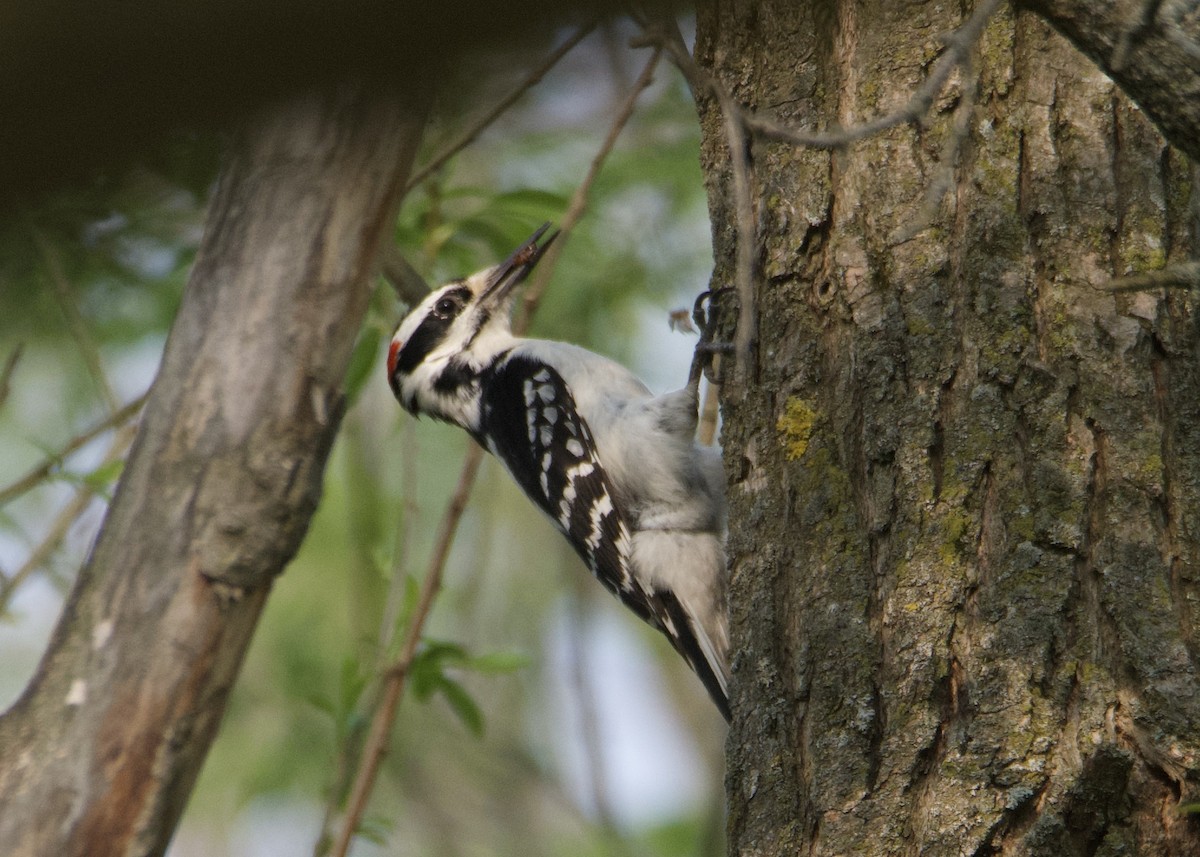 Hairy Woodpecker - Kanayo Rolle