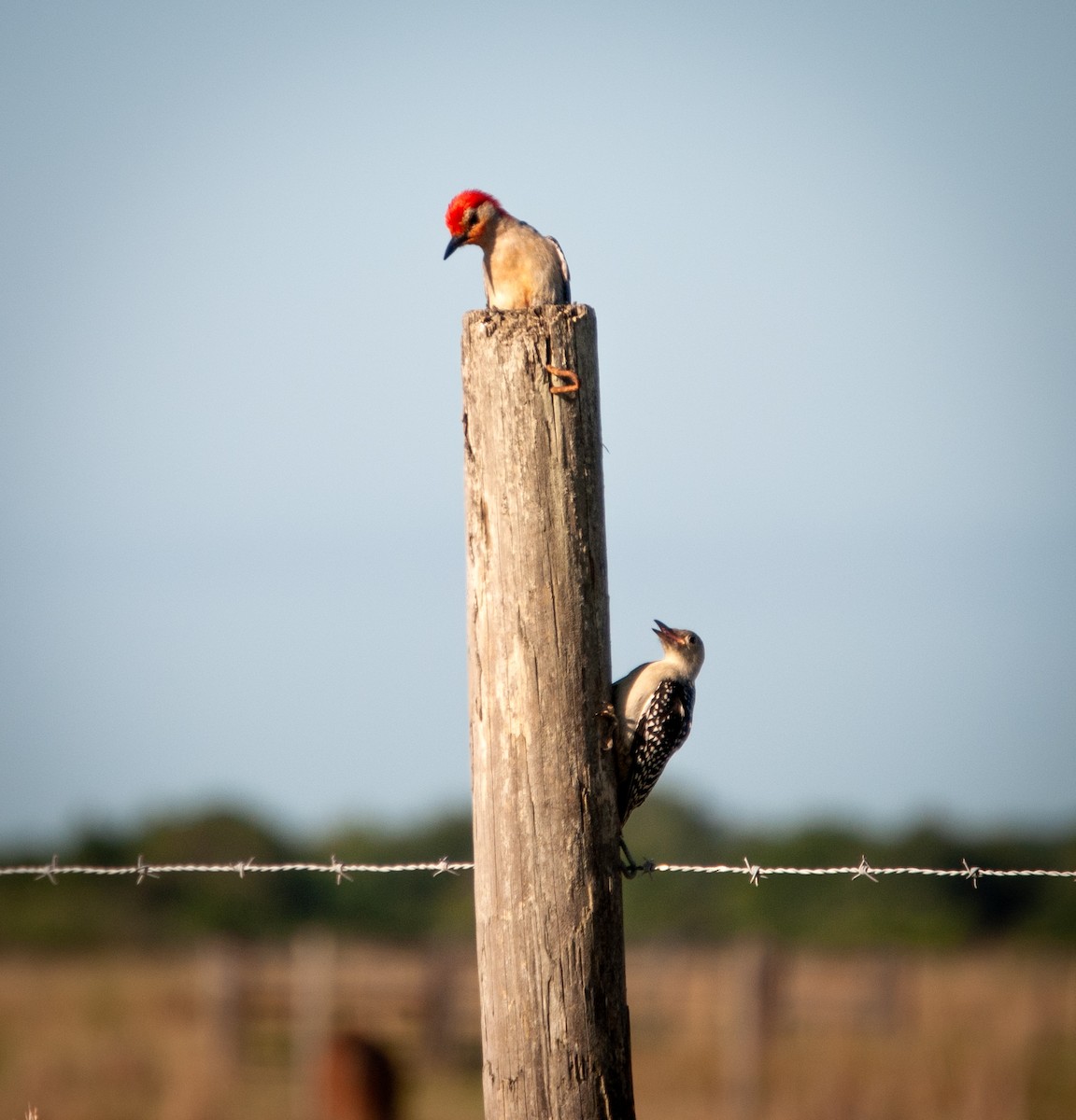 Red-bellied Woodpecker - ML447197261