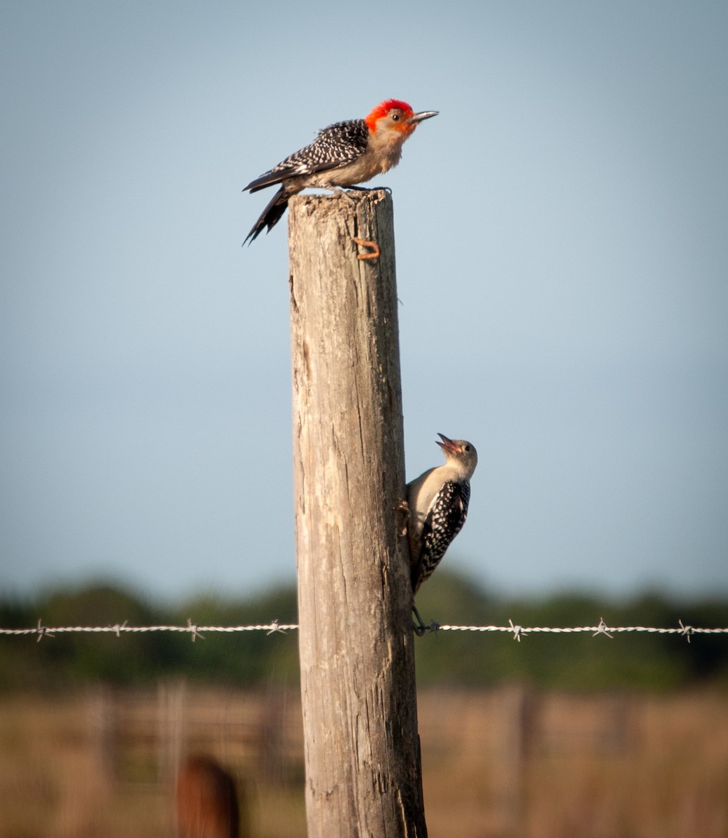 Red-bellied Woodpecker - ML447197291