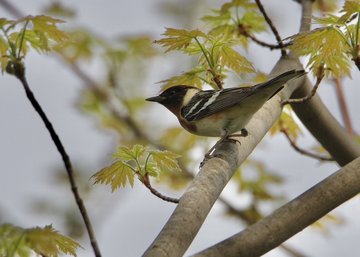 Bay-breasted Warbler - ML447199011