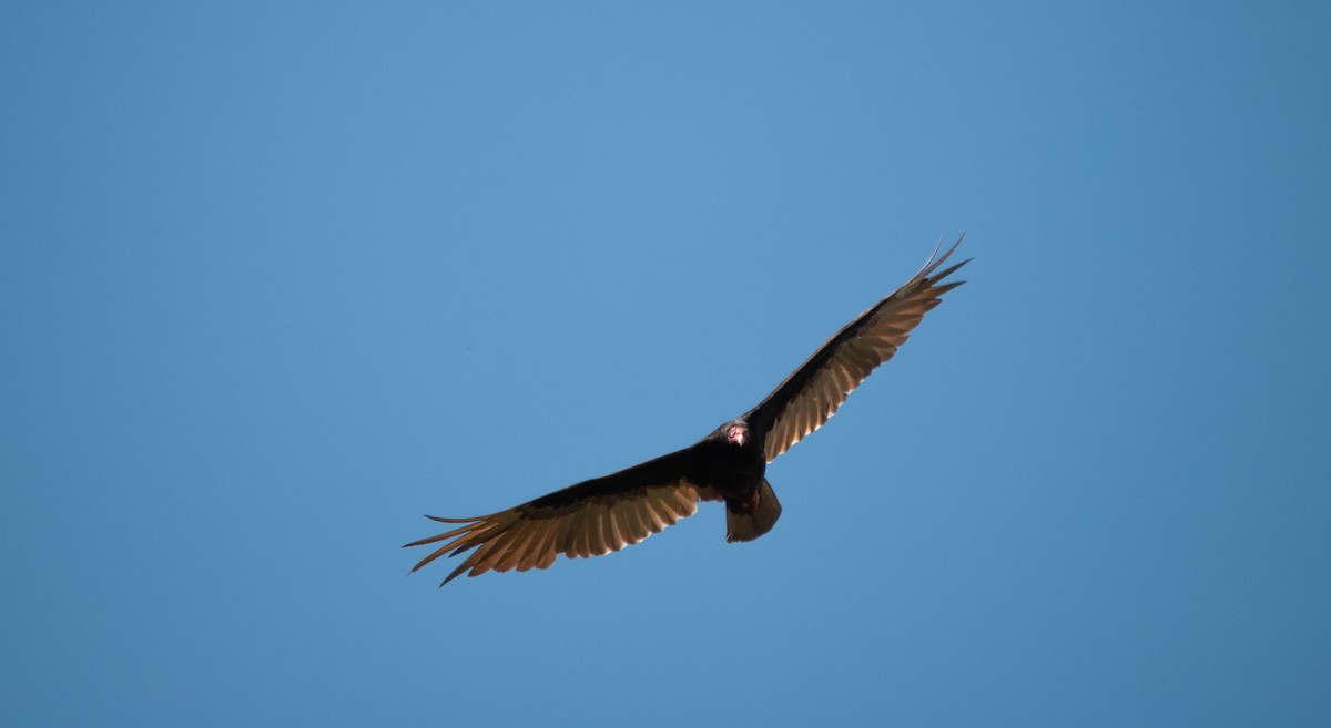 Turkey Vulture - ML447199261