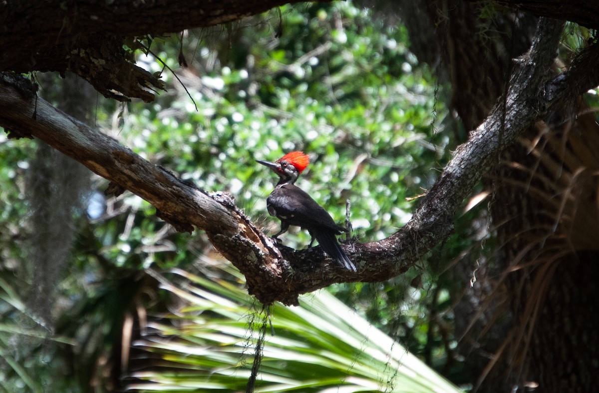 Pileated Woodpecker - James Earles