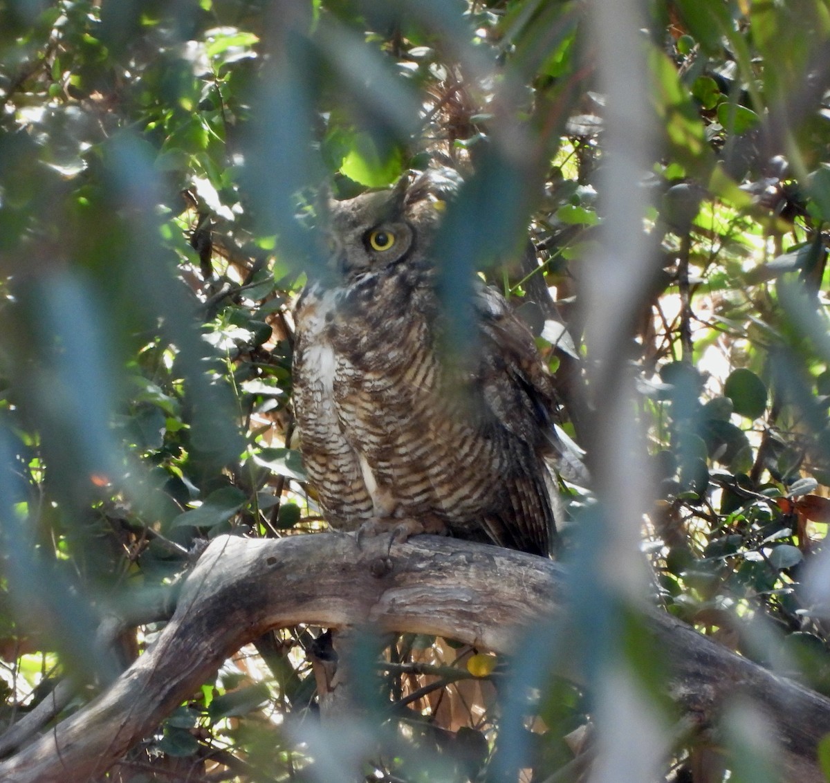 Great Horned Owl - ML447205041