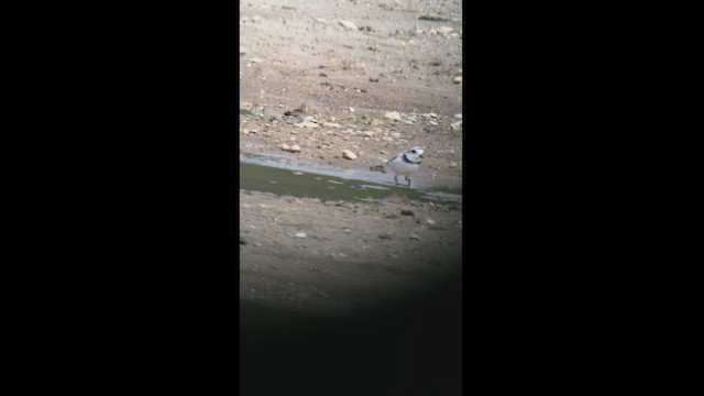 Piping Plover - ML447217311