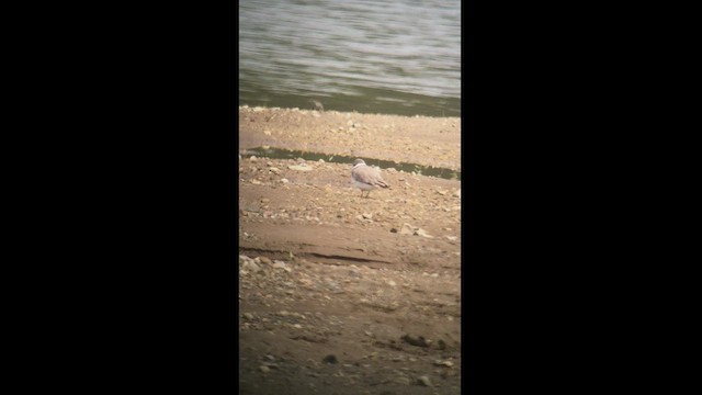 Piping Plover - ML447217711