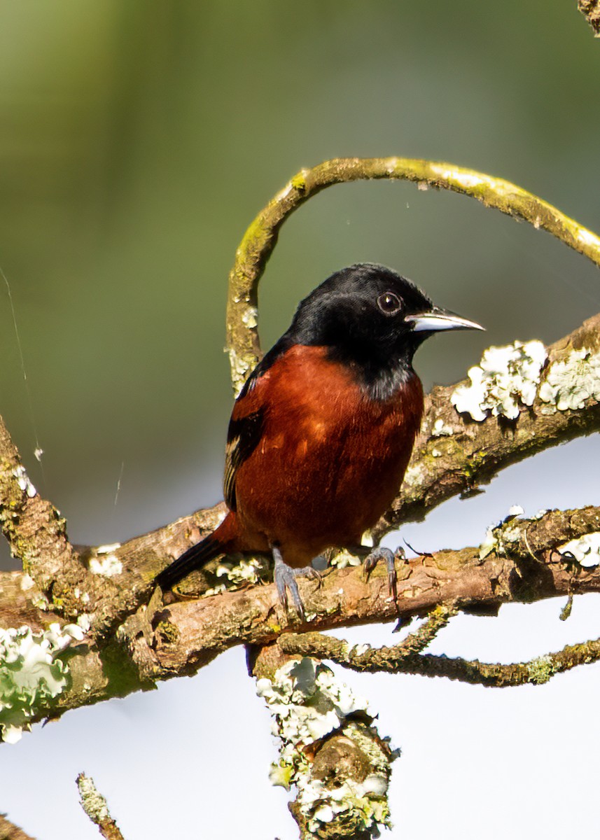 Orchard Oriole - ML447230901