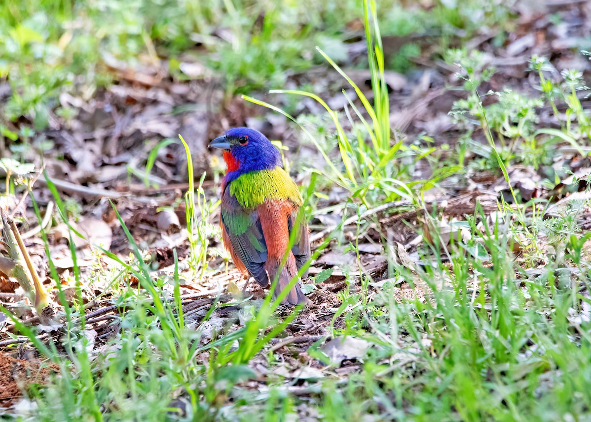 Painted Bunting - ML447231321