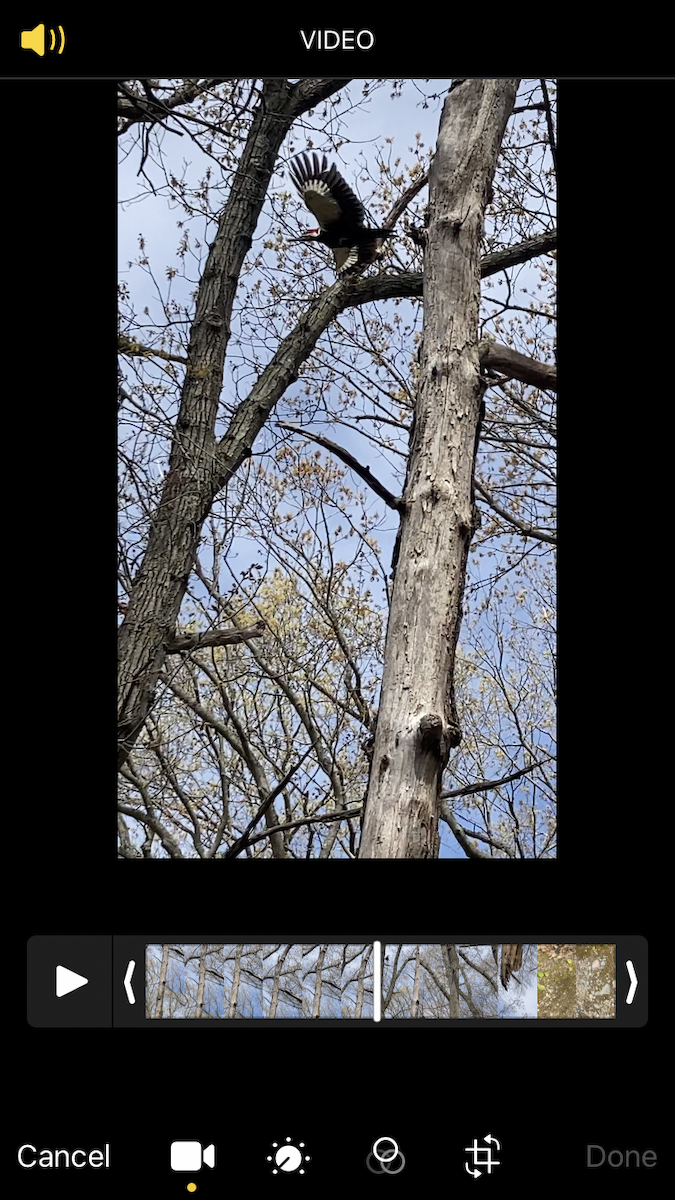 Pileated Woodpecker - ML447244081