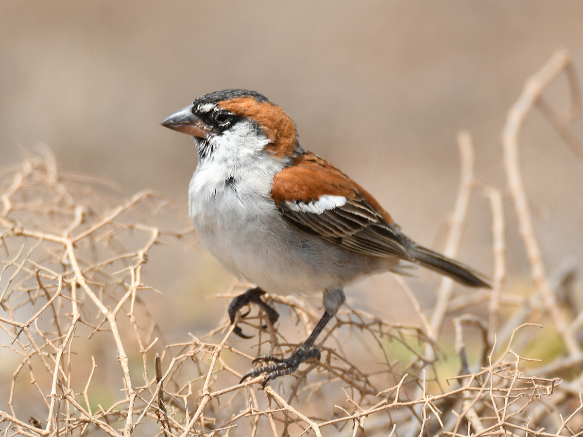 Cape Verde Sparrow - ML447248511