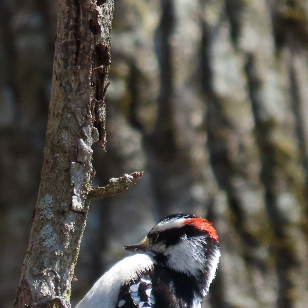 Downy Woodpecker (Eastern) - ML447254151