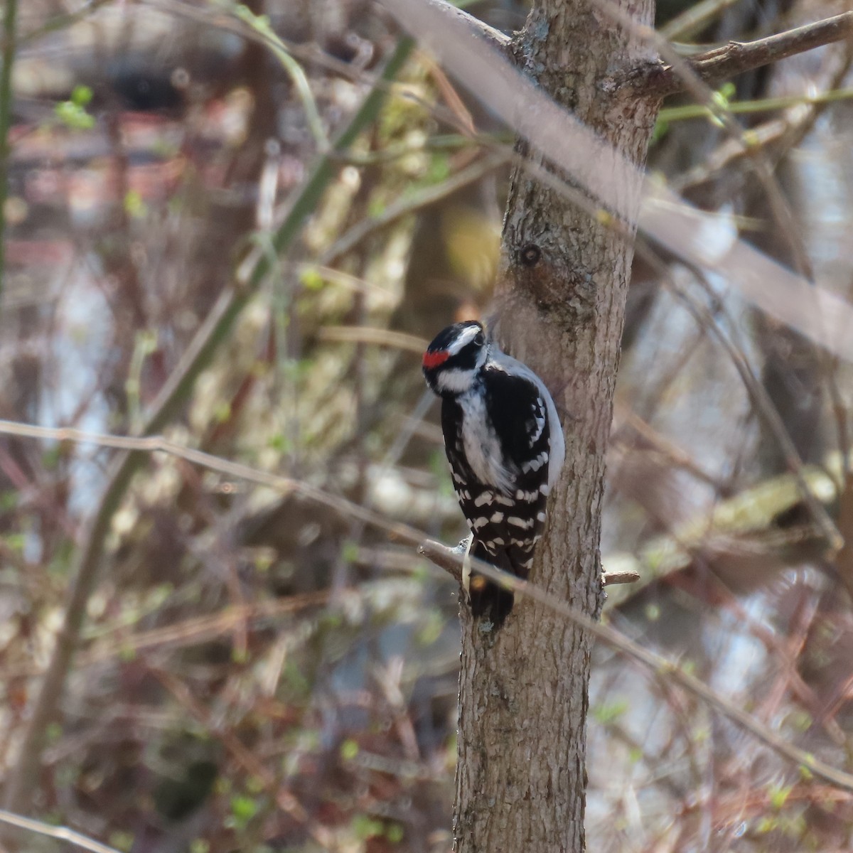 Downy Woodpecker (Eastern) - ML447254171
