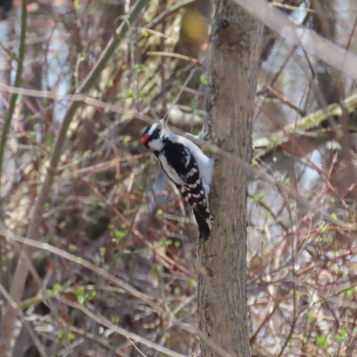 Downy Woodpecker (Eastern) - ML447254281