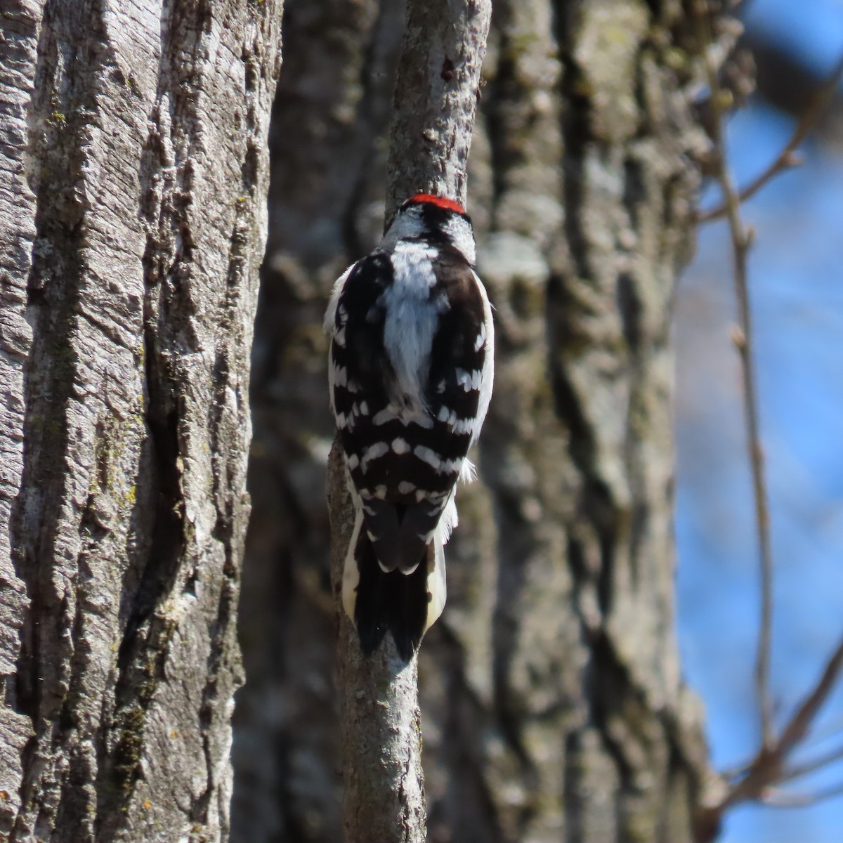 Downy Woodpecker (Eastern) - ML447254301