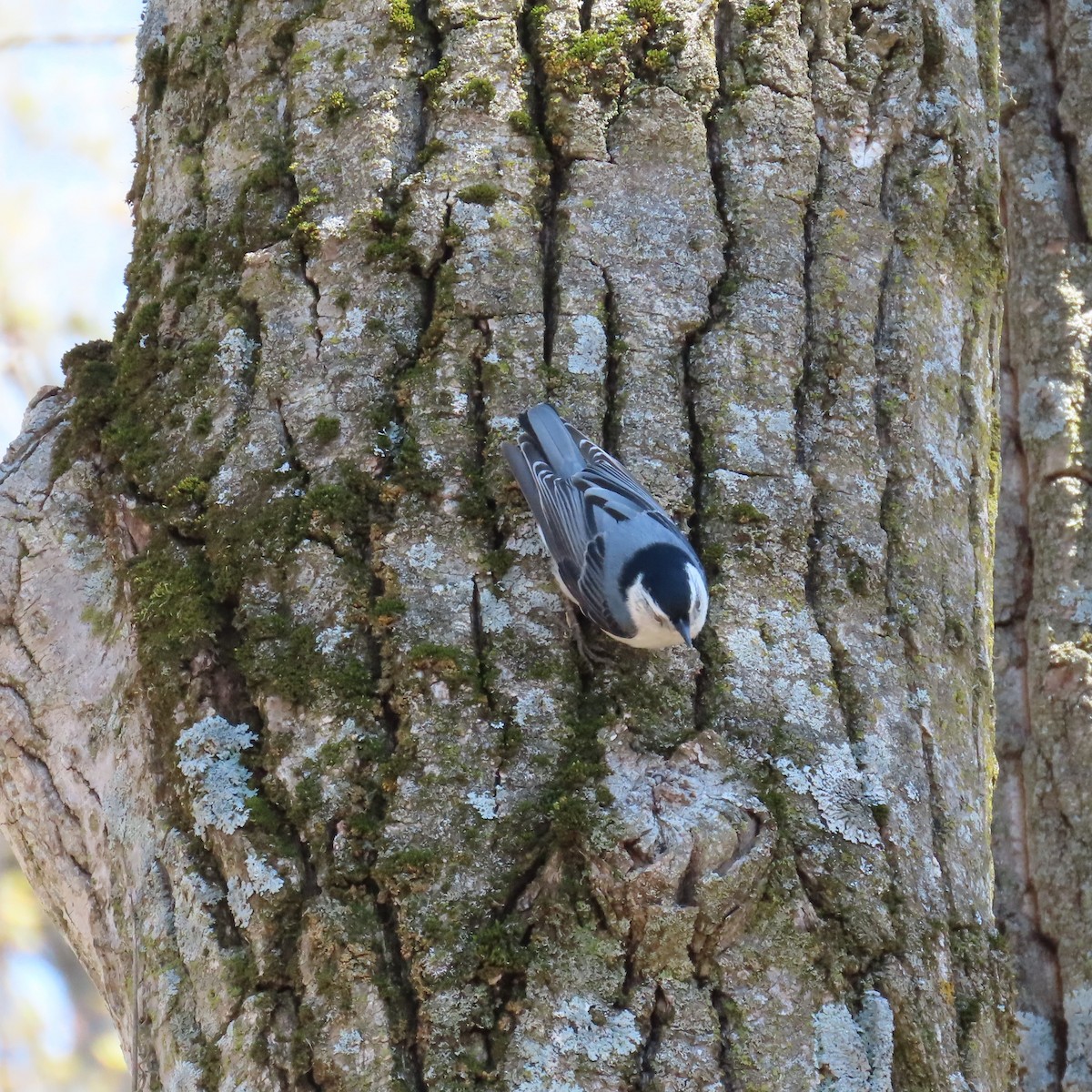 White-breasted Nuthatch (Eastern) - ML447254341