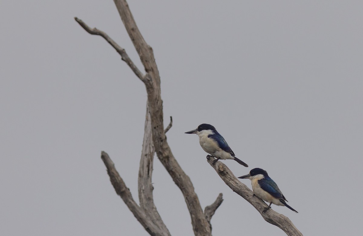 Forest Kingfisher - ML447254581