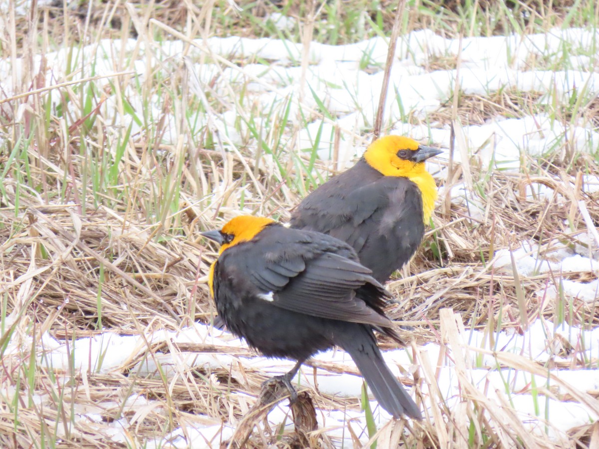 Yellow-headed Blackbird - ML447269381
