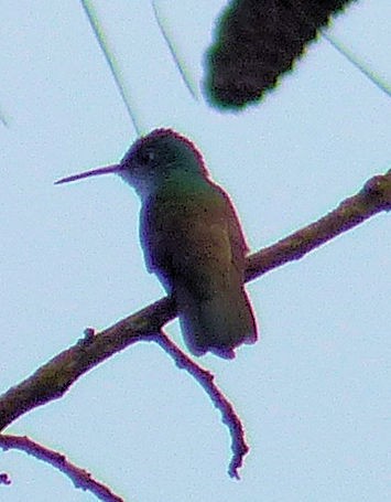 Azure-crowned Hummingbird - Donald Codling