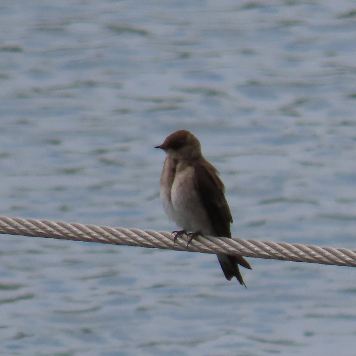 Northern Rough-winged Swallow - Mackenzie Goldthwait