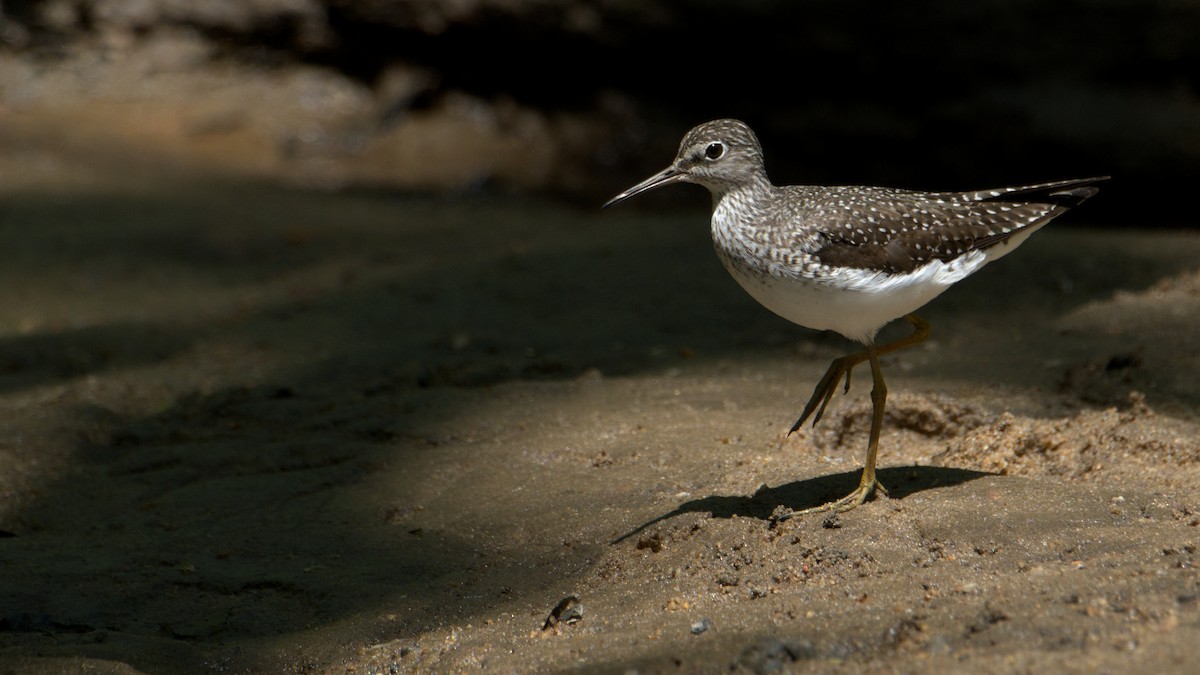 Solitary Sandpiper - Kelsey Wellons