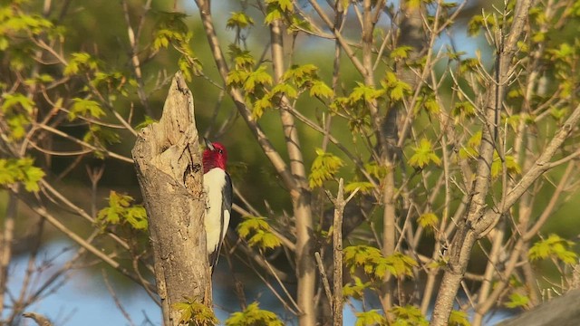 Red-headed Woodpecker - ML447276041