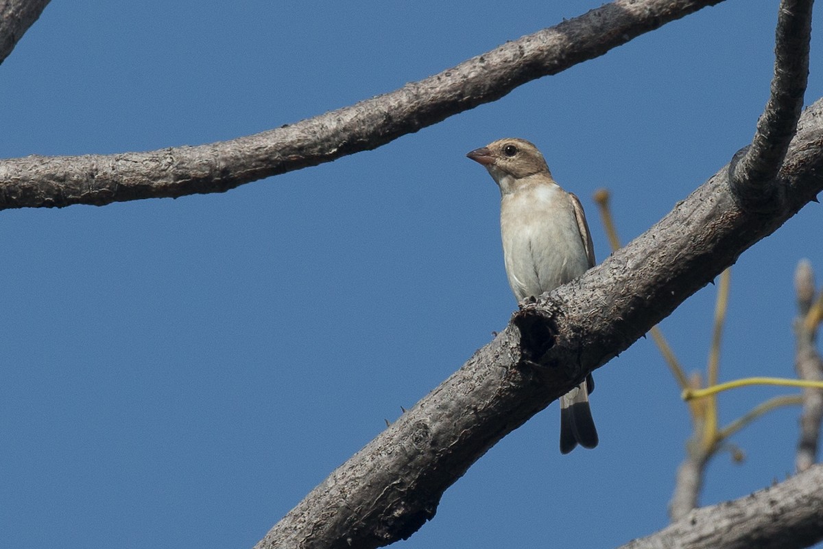 Sahel Bush Sparrow - ML44728171