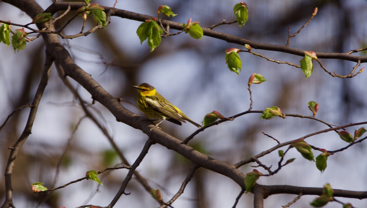Cape May Warbler - ML447283691