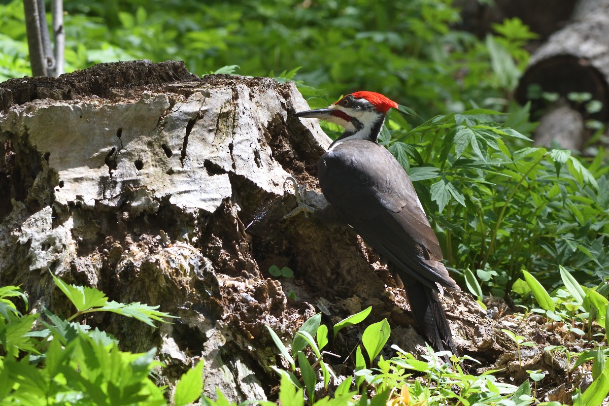 Pileated Woodpecker - ML447285591