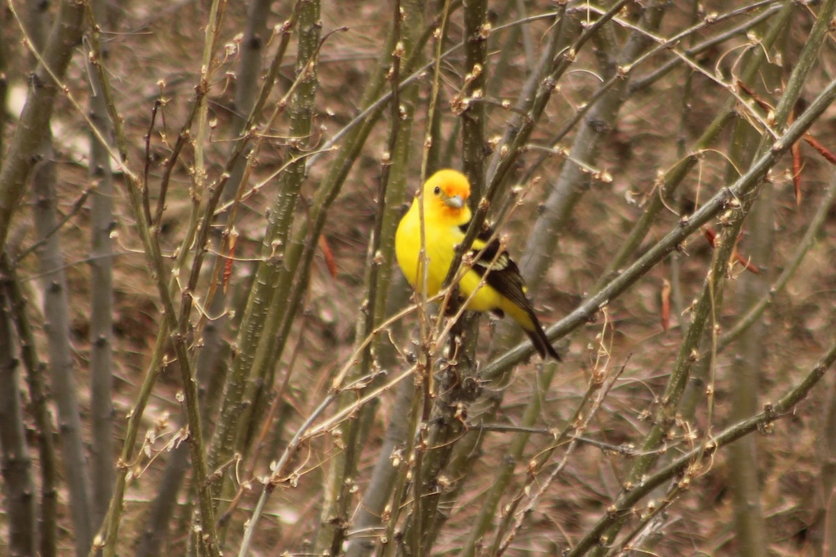 Western Tanager - ML447290841