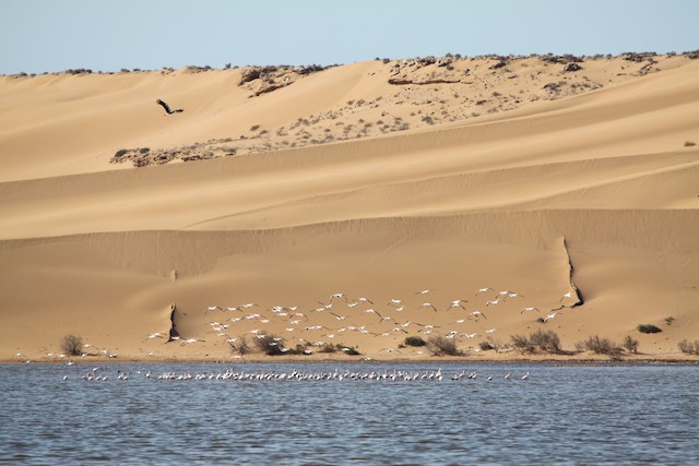 Greater Flamingo winters in Western Sahara. - Greater Flamingo - 