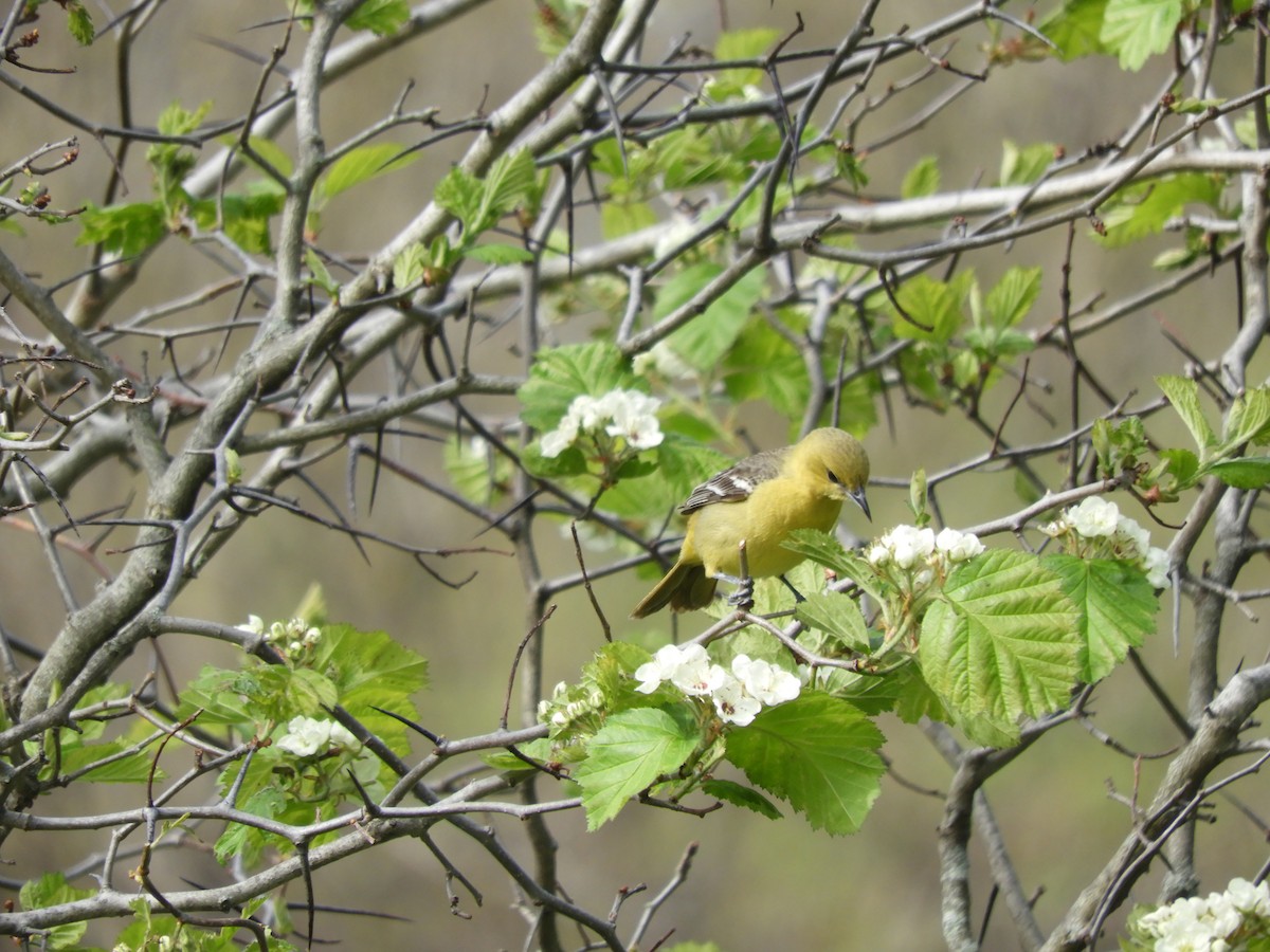 Orchard Oriole - ML447307651