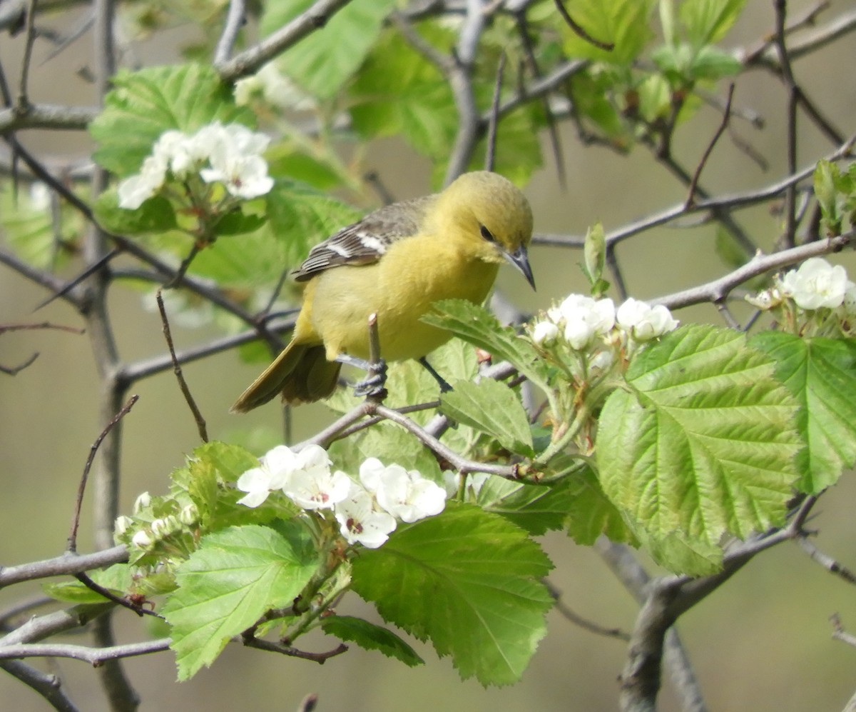 Orchard Oriole - ML447307681