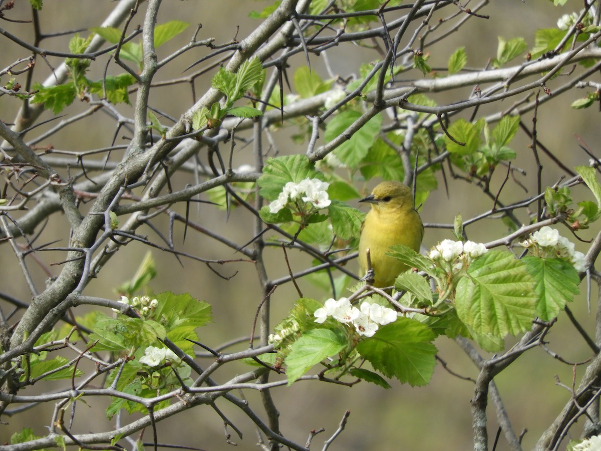 Orchard Oriole - ML447307791