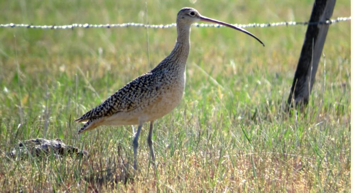 Long-billed Curlew - ML447308161