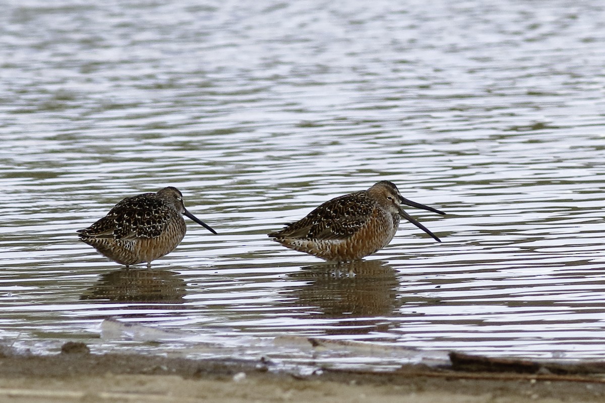 Long-billed Dowitcher - ML447308801