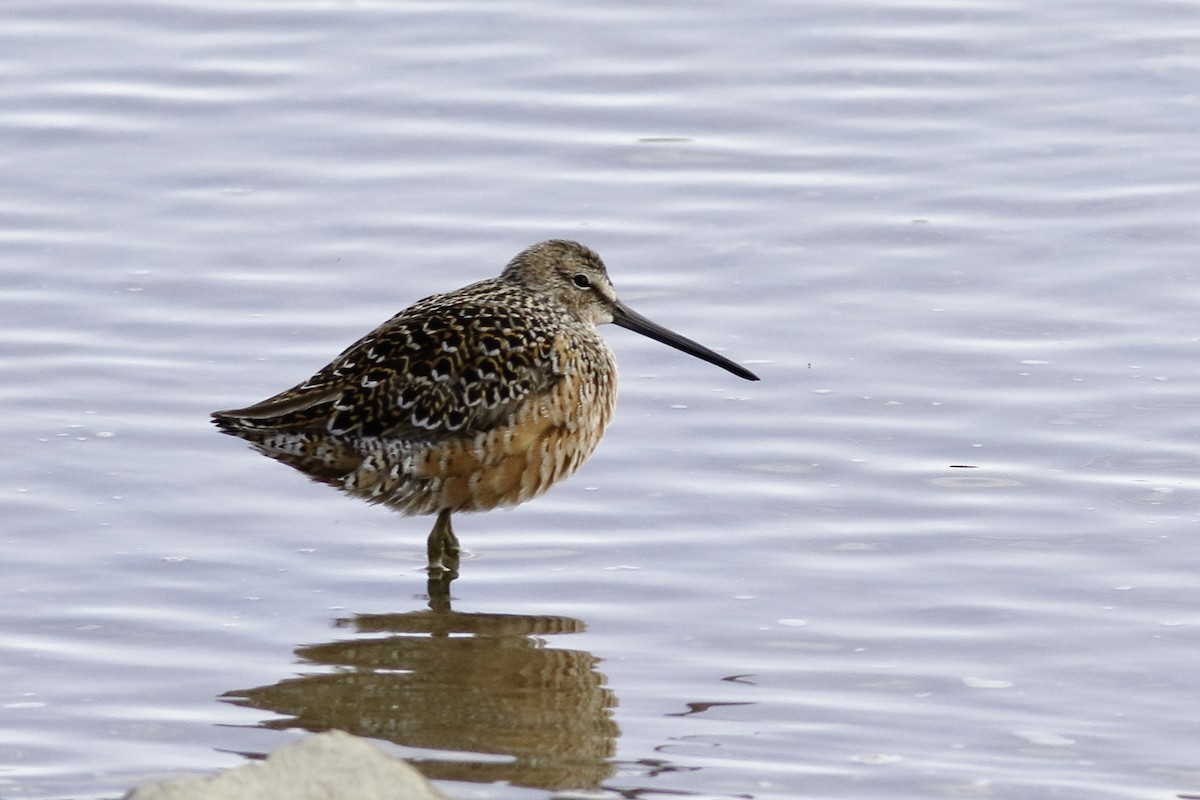 Long-billed Dowitcher - ML447308821