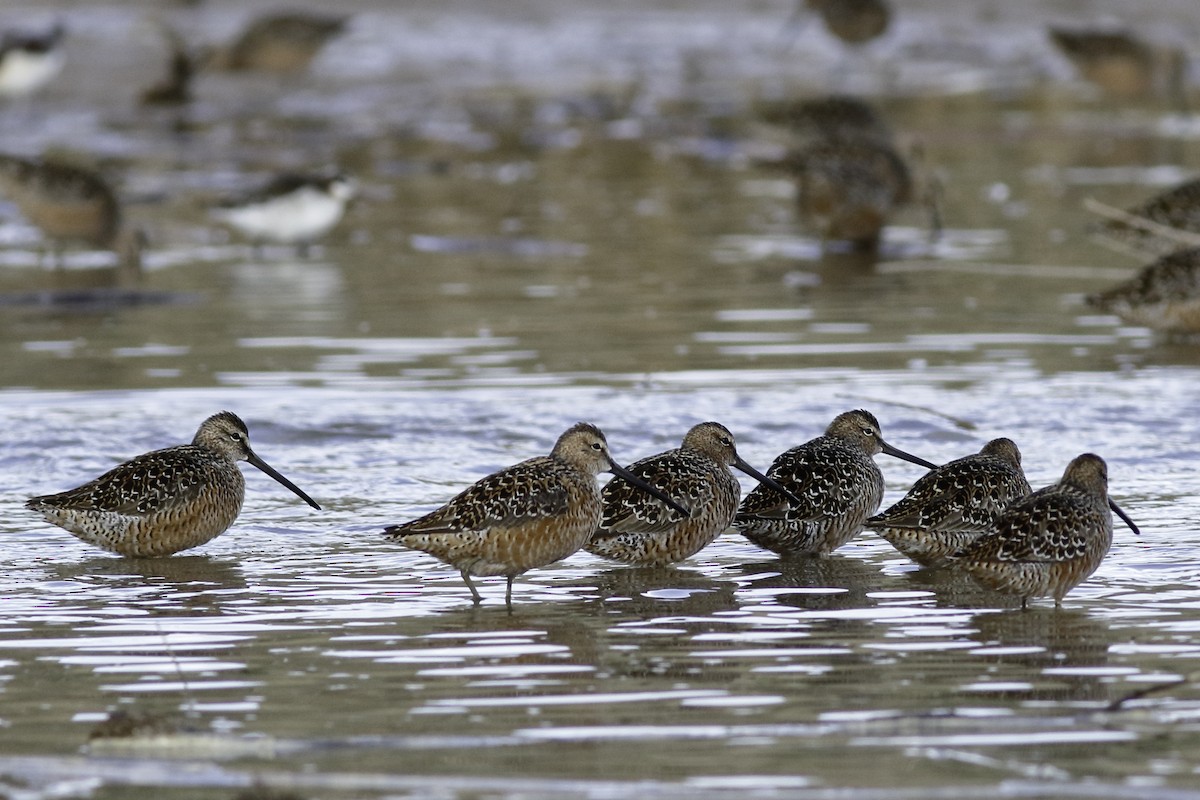 Long-billed Dowitcher - ML447308851