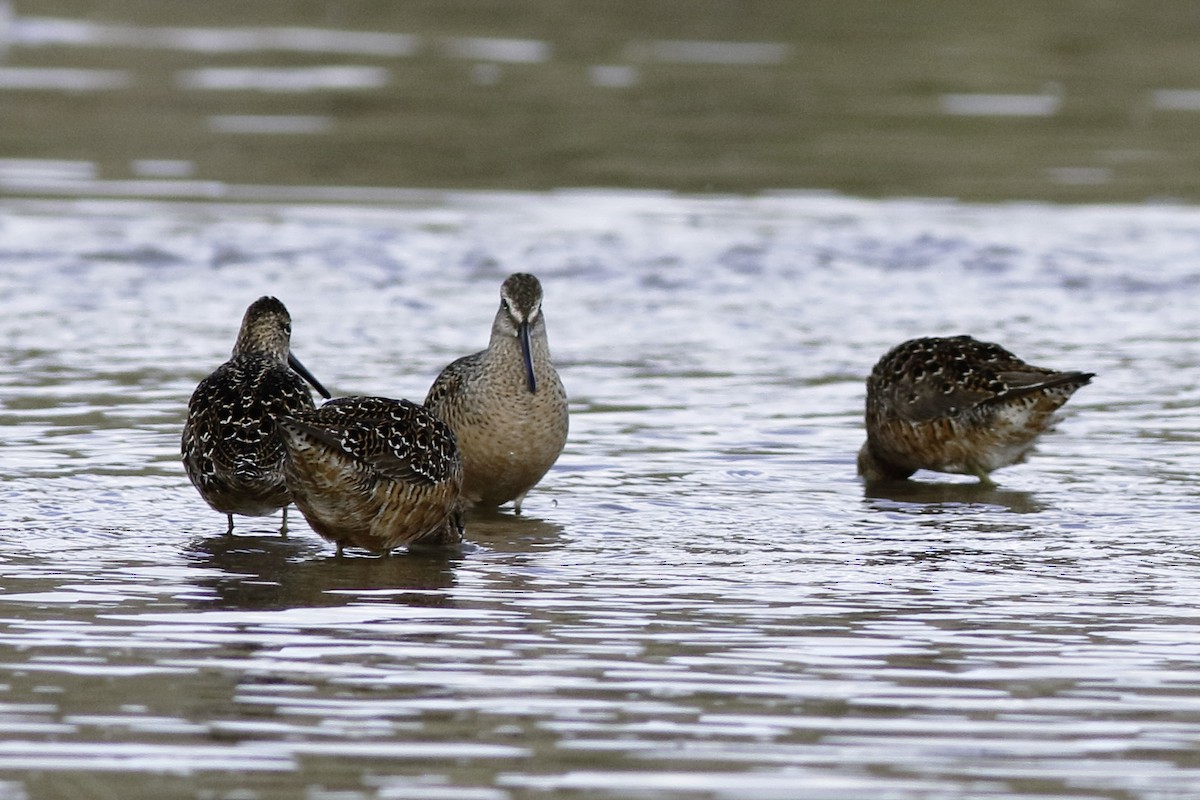 Long-billed Dowitcher - ML447308861